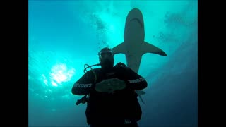 Traffic Captain diving with Sharks at Stuart Cove’s Shark Aventure Bahamas